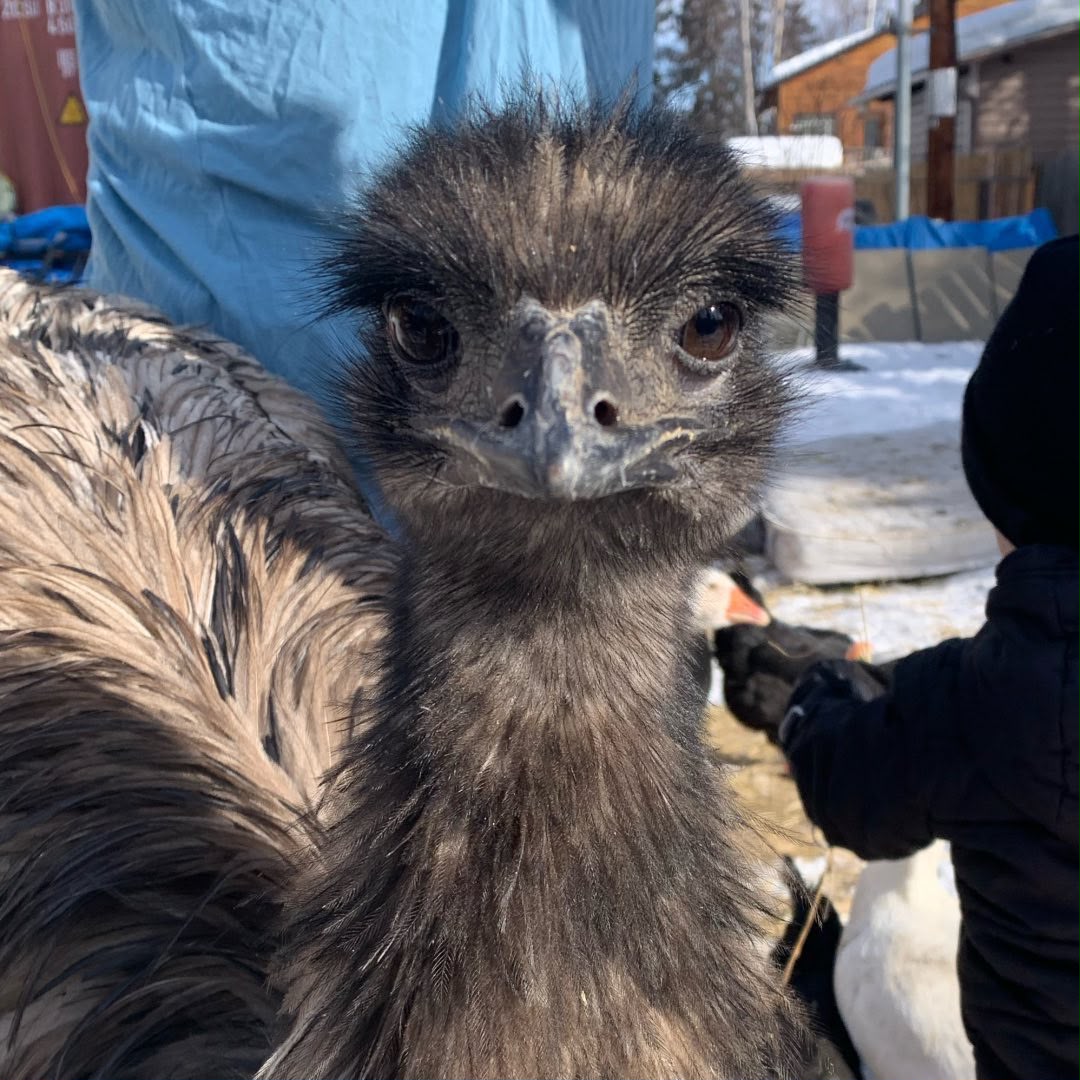 Emu birds at Pep Bird Farm Klamath Falls Oregon