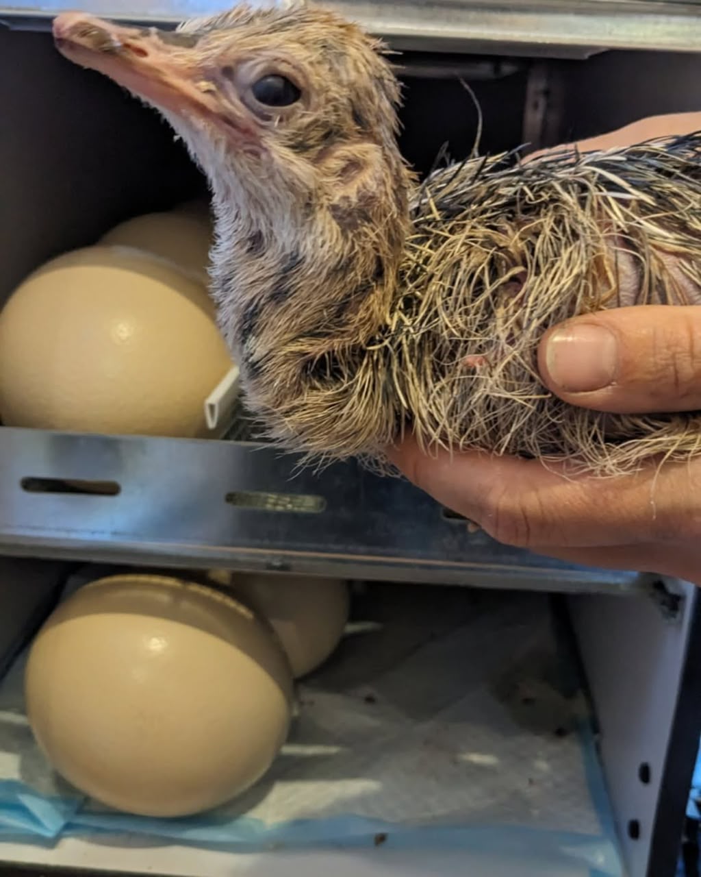 Ostrich hatching egg Pep Bird Farm Klamath Falls Oregon